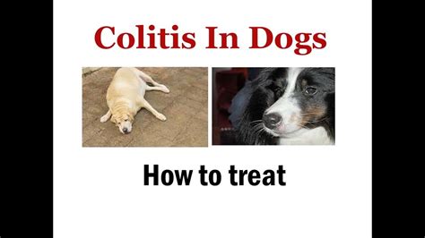 Acute colitis often resolves on its own. Colitis In Dogs - Treatment, Causes, Symptoms - YouTube