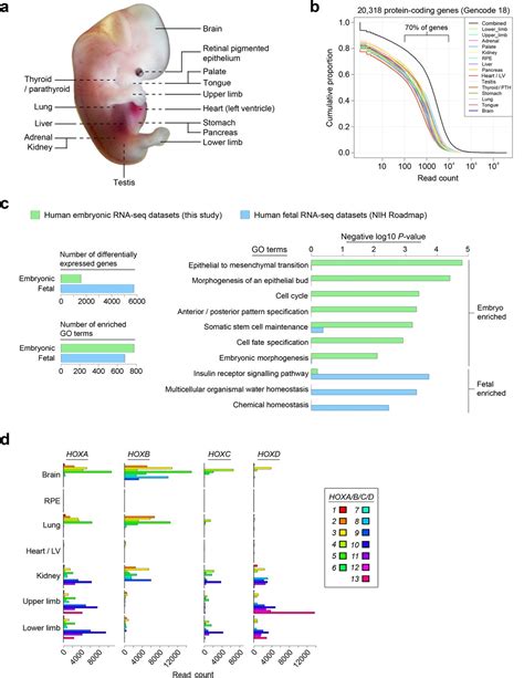 An Integrative Transcriptomic Atlas Of Organogenesis In Human Embryos