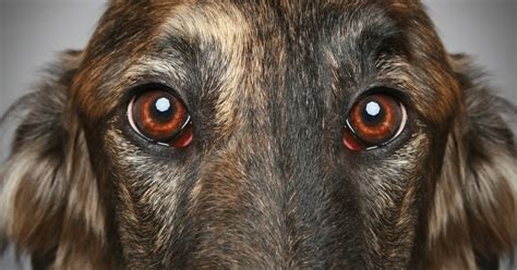 Dog Eyelid Tumors Types And Treatments Dr Buzbys Toegrips For Dogs