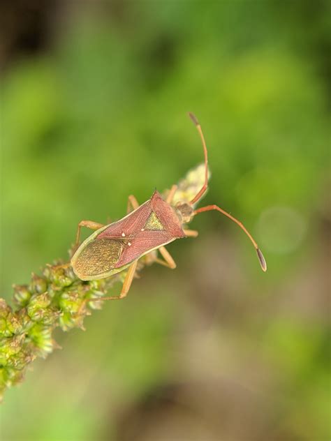 Insect Free Image By Sachin Clicks On