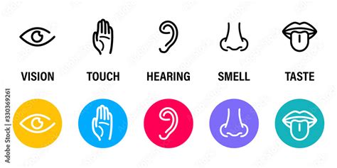 Five Human Senses Hearing Sight Smell Taste And Touch Simple Line