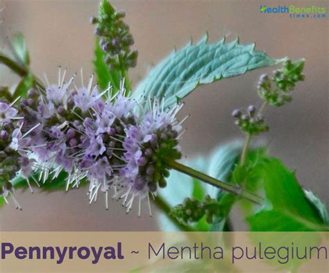 Pennyroyal Facts And Health Benefits Organic Articles