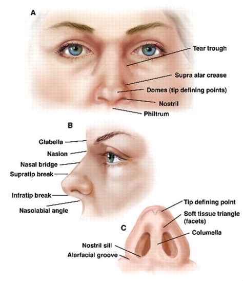 Parts Of A Nose Diagram