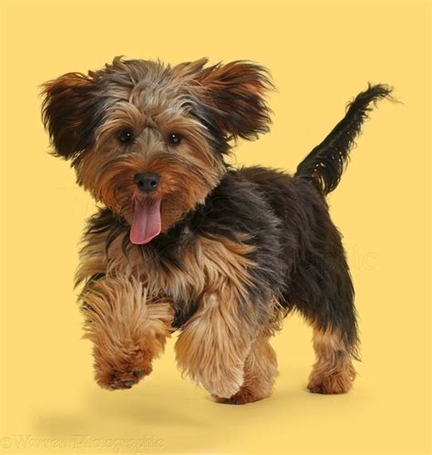 What Is The Cutest Most Affectionate Small Dog Breed Quora