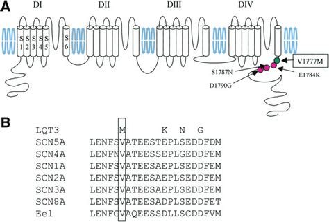 Scn5a Mutations In The Early C Terminus Of The Cardiac Sodium Channel