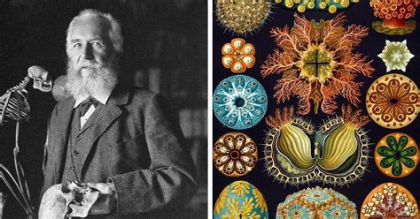 Ernst Haeckel Le Affascinanti Illustrazioni Con Cui Il Biologo