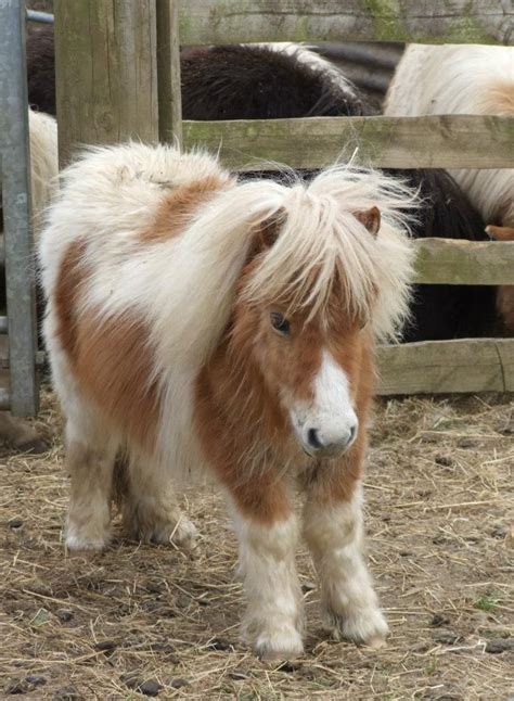 Draconius Miniature Shetland Pony Cute Horses Cute Ponies