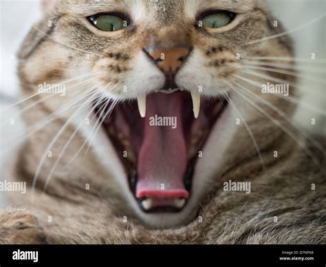 Fierce Cat Hissing Like A Snake Stock Photo Alamy
