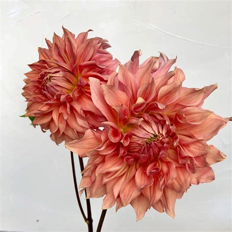 Comprehensive Dahlia Variety Guide By Color
