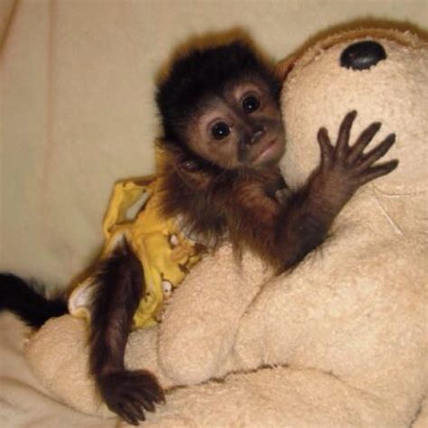 13 Best Images About Cute Capuchinfinger Monkeys On Pinterest Agree With Infants And Thoughts