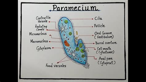 How To Draw Paramecium Diagram Step By Step L Paramecium Labelled Diagram Drawing Easily YouTube