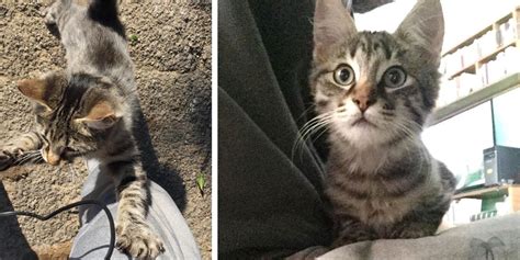 Guy Captures Moments Of Him Being Chosen By Tabby Cat Found In The