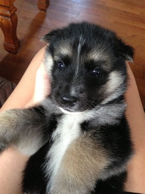 Wolf Shepherd Puppies For Sale In Ohio Marcabarcelona