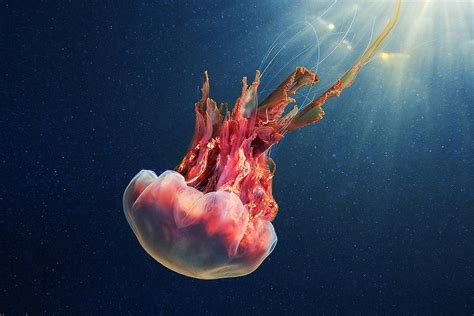 Alexander Semenovs Amazing Jellyfish Photos Popular Photography