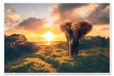 Elephant In The Sunset Print By Jan Wehnert Posterlounge