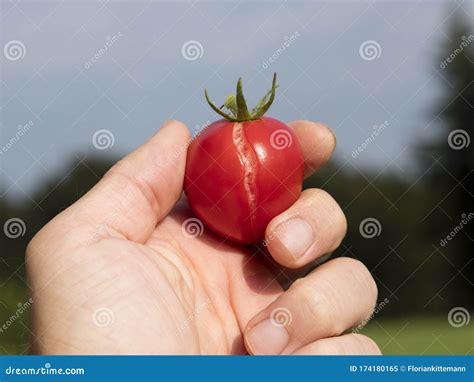 Tomatoes Fruit Splitting And Cracking Stock Image Image Of Edible