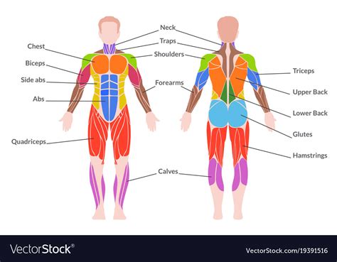Their main purpose is to help us to move our body parts. Human muscular system Royalty Free Vector Image