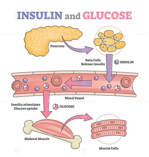 Insulin And Glucagon Diagram