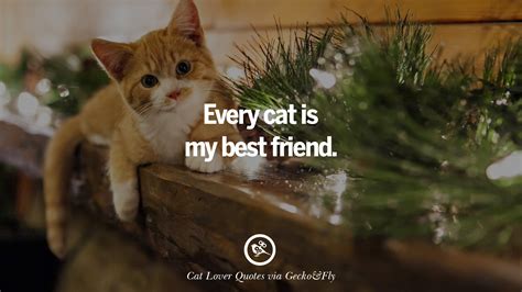 25 Cute Cat Images With Quotes For Crazy Cat Ladies