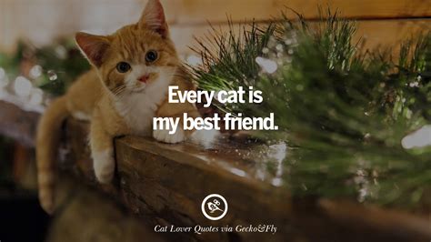 Cat quotes, like this one, show what cat owners have known all along. 25 Cute Cat Images With Quotes For Crazy Cat Ladies ...