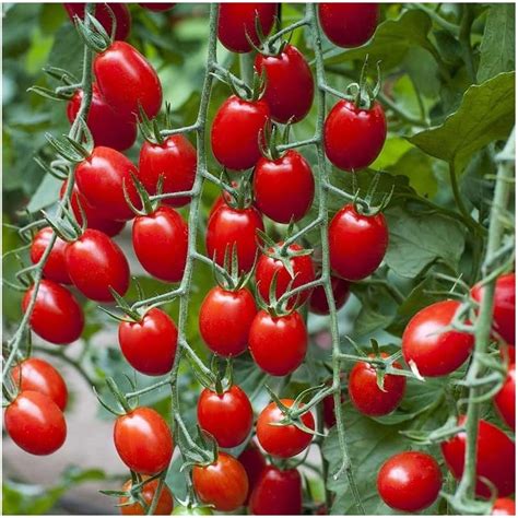 Premier Seeds Direct Tomato Riesling F1 10 Seeds Uk Garden