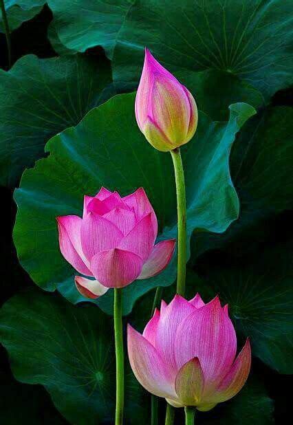 บัวชมพู ดอกกุหลาบ ธรรมชาติ ดอกไม้สีม่วง