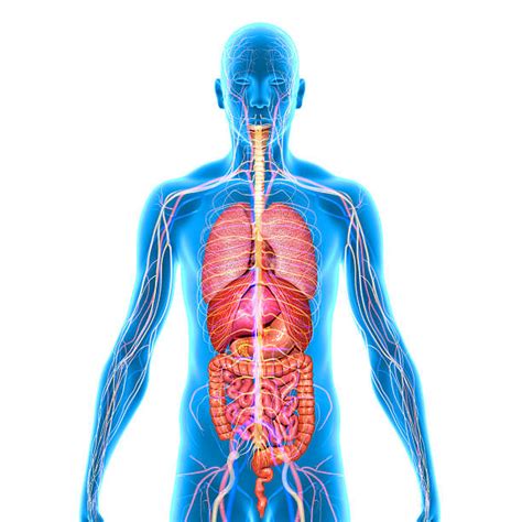 Osseous Stracture Human Body Osseous Tissue Matrix Youtube Gross