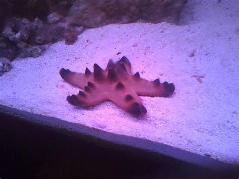 There are songs about chocolate in all forms: Chocolate Chip Starfish- My new tank friend. Must remember ...