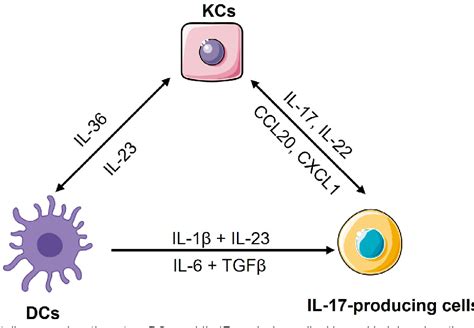 Figure 1 From Crosstalk Between Keratinocytes And Immune Cells In