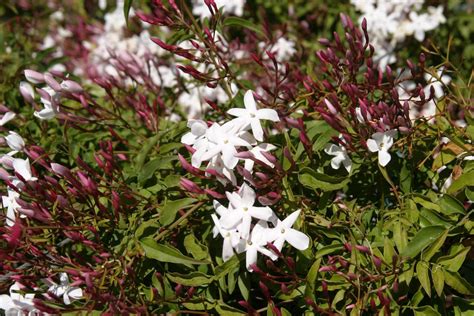 14 Amazing Jasmine Flower Types To Beautify Your Garden Homida