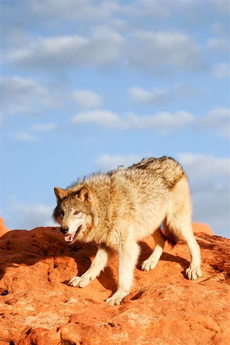 Gray Wolf Canis Lupus Stock Photo Image Of America 73738314