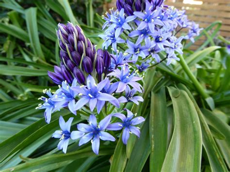 42,089 likes · 21 talking about this · 2,445 were here. Scilla peruviana - Art and Science of Horticulture