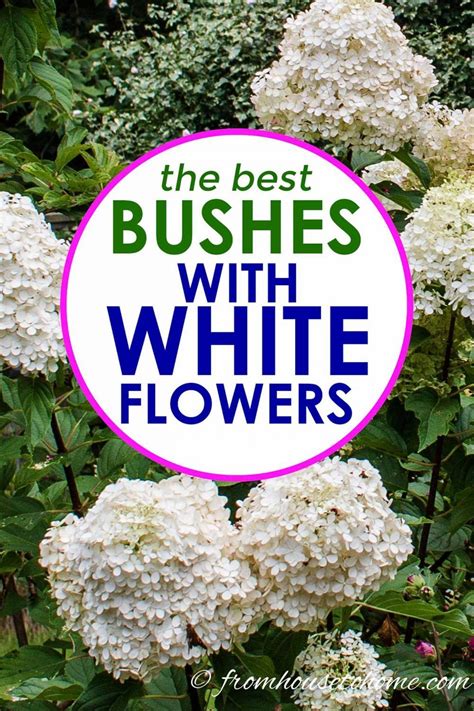 Viburnum shrubs are easy to grow in a variety of growing conditions and soils. 20+ Of The Best White Flowering Shrubs | White flowering ...