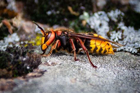 What Are The Largest Wasps In The World Worldatlas