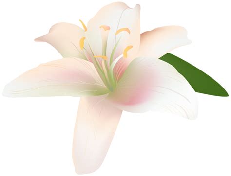 Lily Flower Transparent Clip Art Image Lily Wallpaper Lily Flower