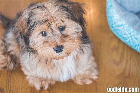 Shih Poo Vs Maltipoo Breed Comparison With Photos Oodle Life