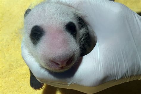 National Zoos Three Week Old Panda Cub Receives First Medical Exam