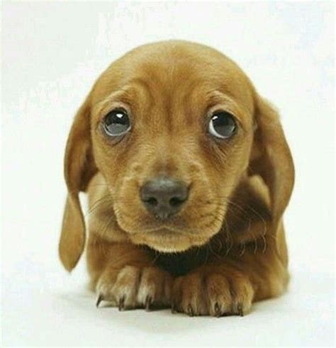 Cute Puppy With Sad Eyes For More ♡animal Lover♡ Pinterest Sad