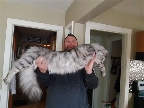 Search for a store near this location. Maine Coon Kittens for Sale - Buy a Giant Maine Coon ...