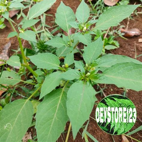 Daun Ciplukancacenet Segar 500 Gram Lazada Indonesia