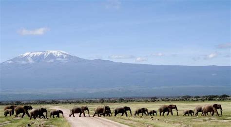 Nairobi 4 Day Amboseli National Park Safari Getyourguide