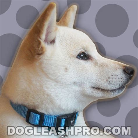 White Shiba Inu Complete Guide Dog Leash Pro