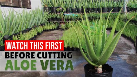 How To Make Tall Aloe Vera Grow New Roots Before Cutting YouTube