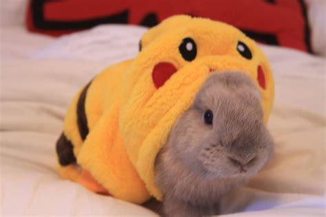 Pikachu In His Pikachu Costume Rabbits
