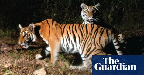 Nearly Extinct Tigers Found Breeding In Thai Jungle Environment The