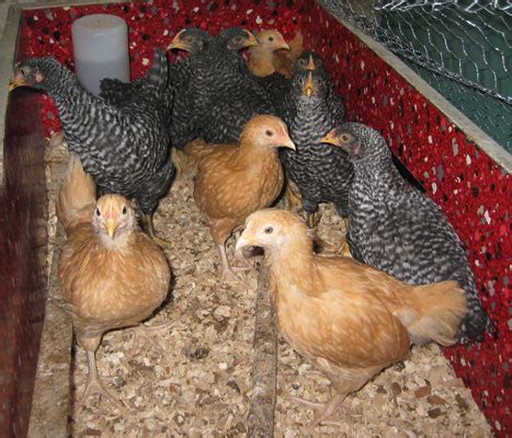 This past week, i just learned about the colorful tradition of polish pisanki, which are real eggs polish pisanki are named after the verb verb 'pisać' which in contemporary polish means 'to write' yet in old polish also meant 'to the polish rooster seems to be a popular motif for these easter eggs. BABY CHICKS 2008