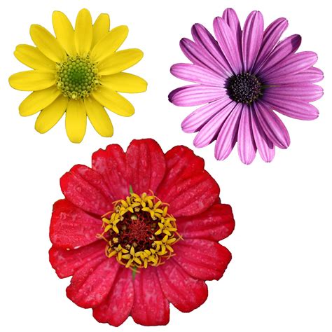 Isolated Flower Clipart Free Stock Photo Public Domain Pictures