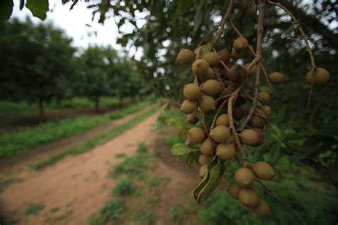 A Beautiful Cluster Of Macadamia Nuts At The Ukwazi Orchard In