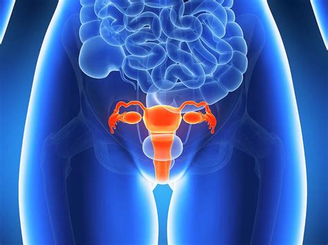 Anatomy Of Human Uterus Photograph By Sebastian Kaulitzki Pixels