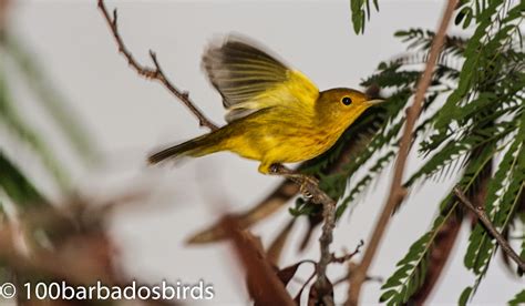 Birds Of Barbados Birding The 3rd Weekend Of October Photographs